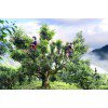 Trà xanh shan tuyết 1L