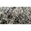 Lục Lão Trà 300-500 năm, túi zip 100gr