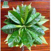 Lá chè xanh Sugi tea 100G